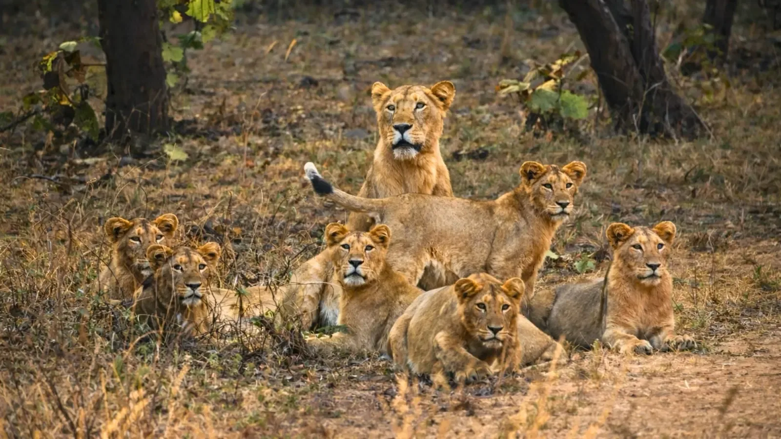 A pride of wild Asiatic lions resting together in Gir forest