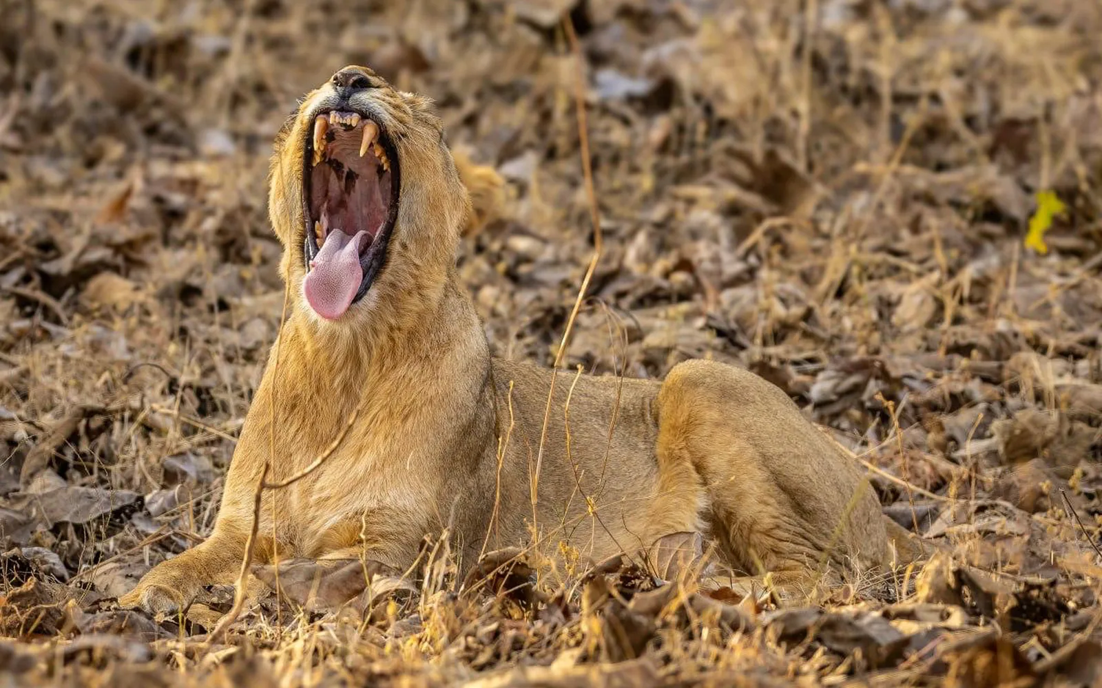 A wild Asiatic lioness yawning in the dry teak leaf litter of Gir forest