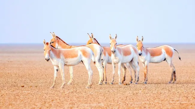 Top Little Rann of Kutch Safari Tour – Birding, Photography and Wildlife in Gujarat